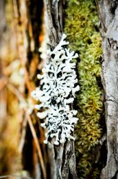 lichen and moss_4bd45daf3fba9